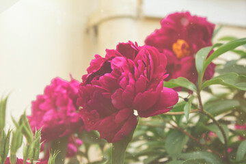 pink peony in close-up. A garden with blooming pink peonies © tillottama