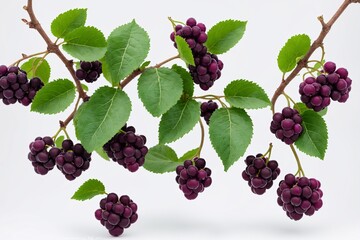 Berries and Grapes on the Vine in white background