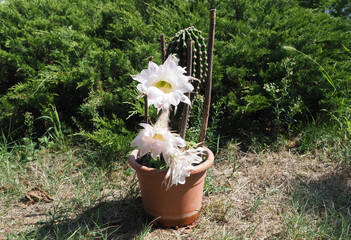 potted cactus plant