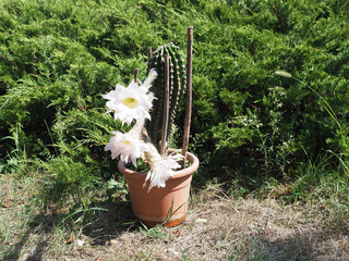 potted cactus plant