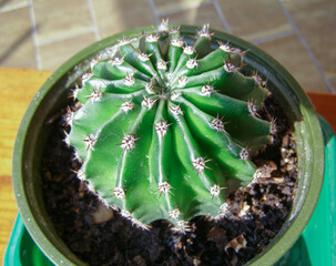 potted cactus plant