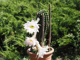 potted cactus plant