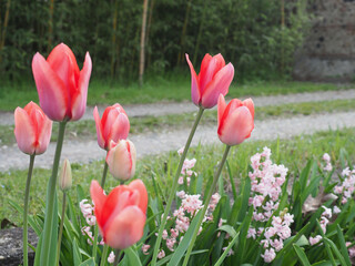 tulip red flower scient. name Tulipa gesneriana