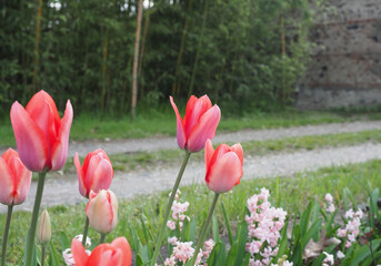 tulip red flower scient. name Tulipa gesneriana