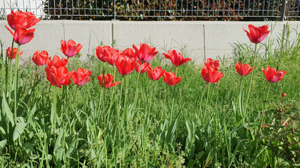 tulip red flower scient. name Tulipa gesneriana