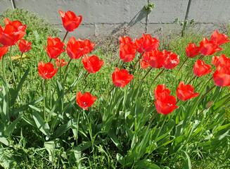 tulip red flower scient. name Tulipa gesneriana