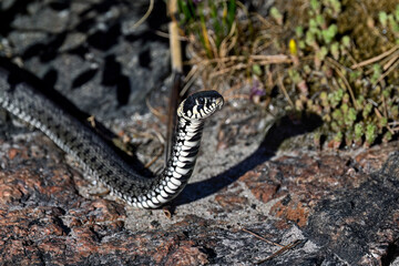 Grass snake is peeking surroundings