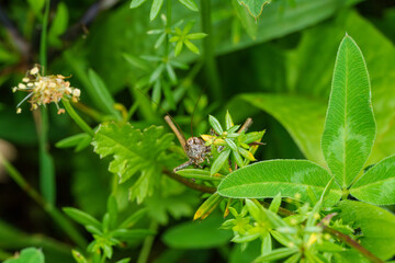 Green grasshopper blends with leaves, perched on plant stem, displaying beauty in natural habitat