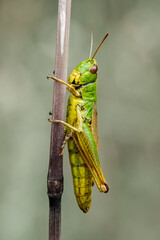 A green grasshopper is perched on a twig in the garden