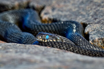 Grass snake is ready to shed the old skin away