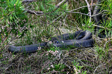 Grass snake basking in bush and is ready to shed the old skin