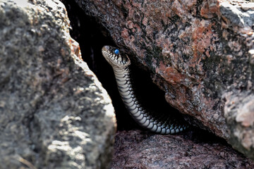 Grass snake is peeking from the rock hiding place