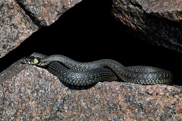 Grass snake basking in the rock crevise
