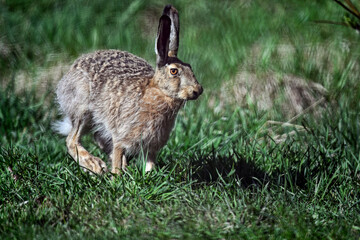 Obraz premium Hare runs through a field