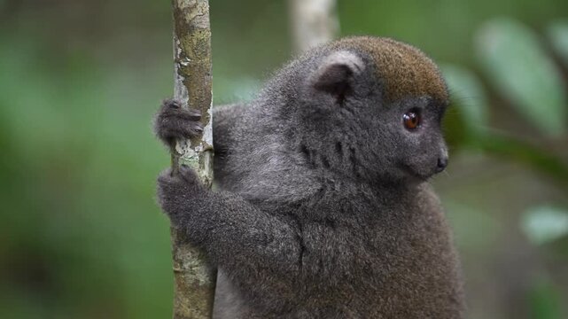 A Grey Mouse Lemur Perched On A Tree Branch In The Madagascar Rainforest. small primate native to Madagascar, sits perched on a tree branch, its tail curled behind it. 