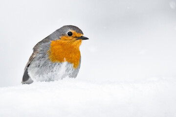 Robin returned from migration for summer but winter was still waiting in destination