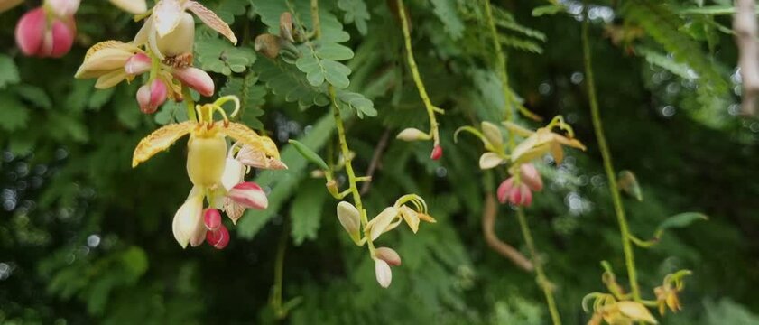 Bunch of red yellow flowers of tamarind branch blowing with wind in the blossom.Tamarind is rich source of magnesium, antioxidants, vitamins, and minerals. Also contains flavonoids, polyphenols.