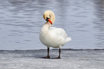 Mute swan flexing