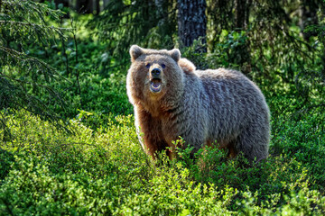 Brown bear in the forest