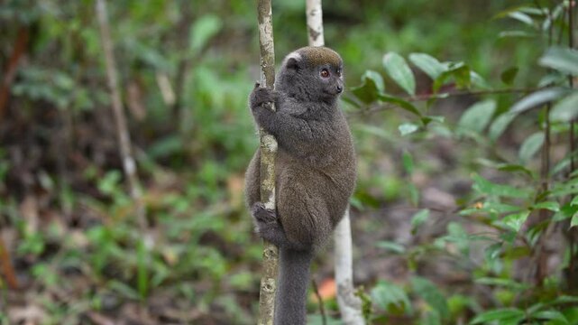 A Grey Mouse Lemur Perched On A Tree Branch In The Madagascar Rainforest. small primate native to Madagascar, sits perched on a tree branch, its tail curled behind it. 