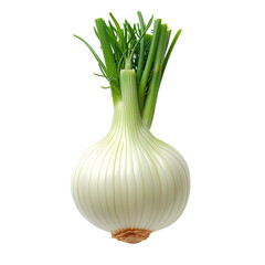 Fennel PNG. Fennel herb isolated. Aromatic herb of fennel used for cooking top view PNG. Fennel herb flat lay PNG