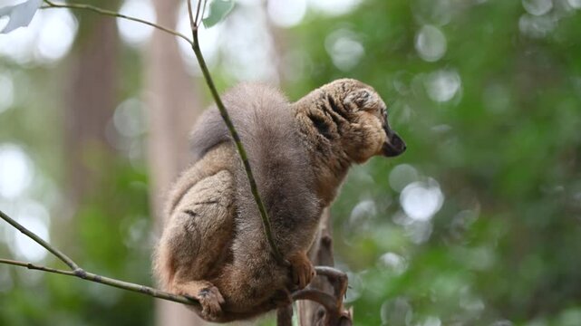 A Grey Mouse Lemur Perched On A Tree Branch In The Madagascar Rainforest. small primate native to Madagascar, sits perched on a tree branch, its tail curled behind it. 