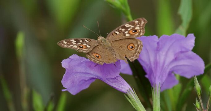 Lemon Pansy butterfly resting on purple flower. Junonia lemonias, the lemon pansy is a common nymphalid butterfly found in Cambodia and South Asia.