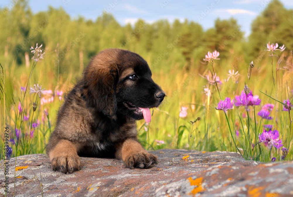 Sticker puppy leonberger in nature