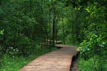 Fototapeta premium wooden sidewalk on an educational nature trail in the forest