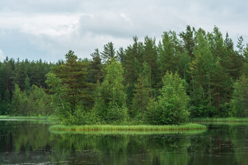natural landscape with wild wetland, swampy lake in forest
