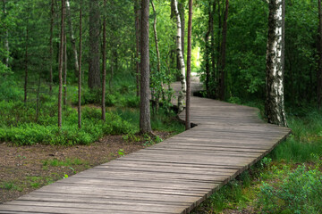 wooden sidewalk on an educational nature trail in the forest