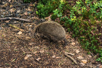 hedgehog runs along a path in the forest