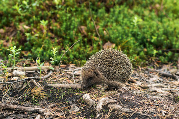 Hedgehog in the forest. Wild, native. © Evgeny