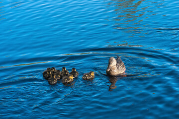 Mallard duck and duclkings swimming in the lake, blue water background.