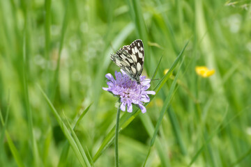 Marbled White (Melanargia galathea) butterfly sitting on a small scabious in Zurich, Switzerland