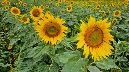 Pole kwitnących słoneczników © Darcos