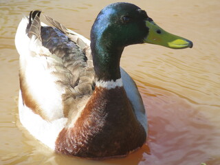 duck bird feathers beak hunting food animal flight swim © Malomalot