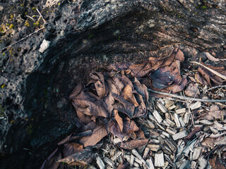 Dry leaves