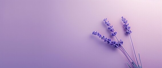 Lavender Sprigs on a Purple Background