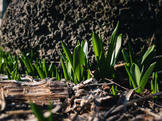Green plant growing in the garden