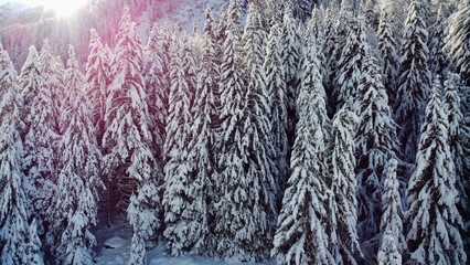 forest of pin covered in snow, relaxing picture of a forest