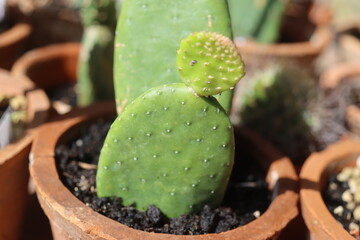 Opuntia inamoena kaktus © Perovskia