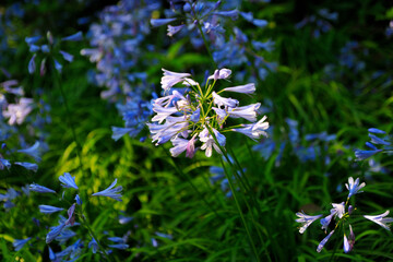 Vibrant Bloom of Agapanthus Africanum in Garden