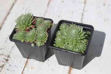 Sempervivum koko Flanel rojnik pajęczynowaty