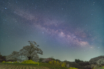 Fototapeta premium 塩ノ崎の桜と天の川
