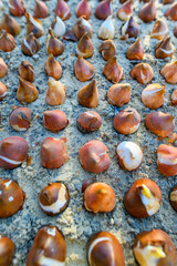 Dozens of tulip bulbs planted in sandy, well draining soil. Planting tulip bulbs in a flower bed. Growing tulips. Fall gardening jobs background. Low angle view.