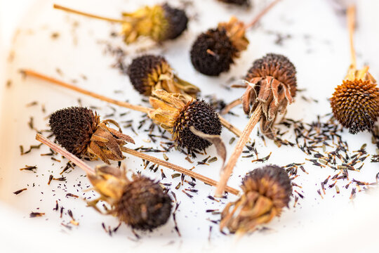 Dried rudbeckia flower heads. Collecting seeds for propagation. Gardening background.
