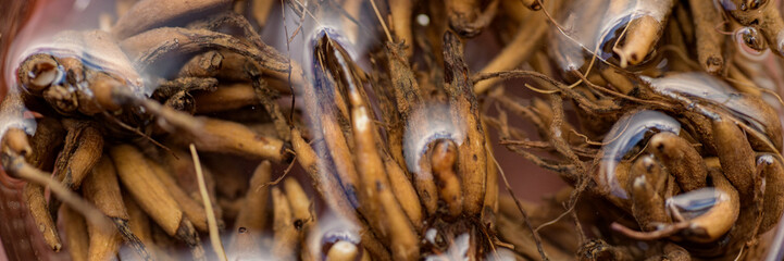 Ranunculus asiaticus or persian buttercup. Presoaking ranunculus corms. Claw like Ranunculus corms, tubers or bulbs.