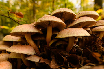 Wild mushroom background. Inedible mushrooms growing in their natural forest habitat. Seasonal...