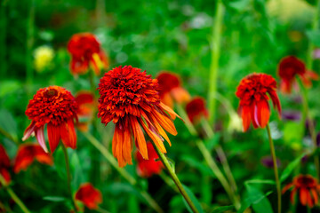 red Echinacea purpurea amazing flower in summer garden, wallpaper